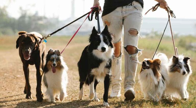 Texas Leash Law Is There a Leash Law in Texas