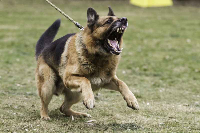 The 14 Most Dangerous Dog Breeds