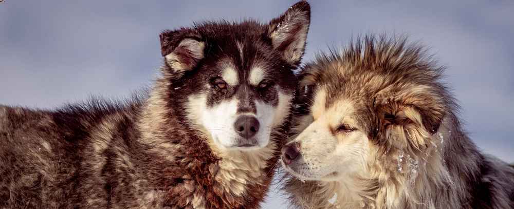 alaskan malamute