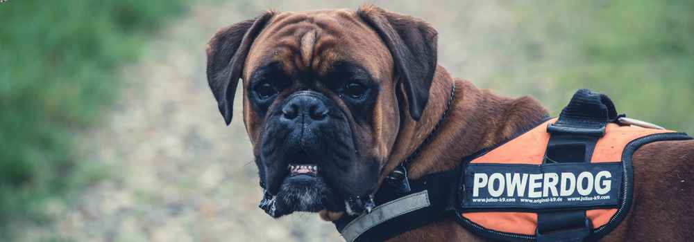 boxer dog