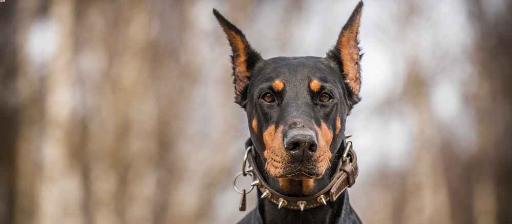 doberman